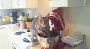 cat baking