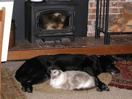 cat dog stove