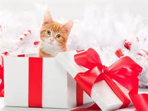 cat gift