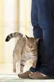 cat rubbing leg