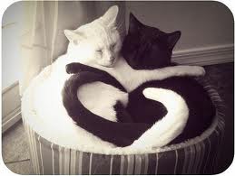 love cats