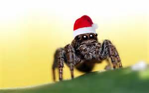 christmas spider