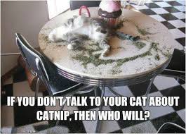 cat nip